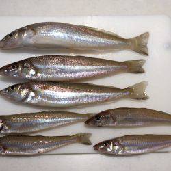 デートフィッシング