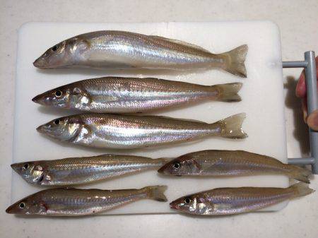 デートフィッシング