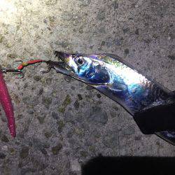 ワインドタチウオ開幕