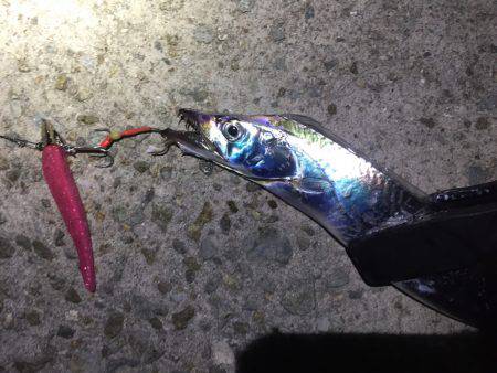 ワインドタチウオ開幕