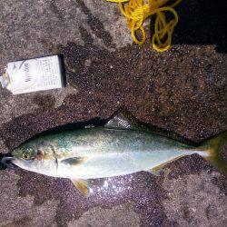 ぎりぎりハマチ(*´艸｀*)