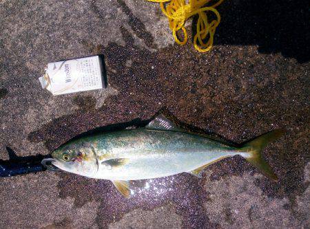 ぎりぎりハマチ(*´艸｀*)