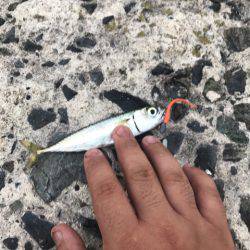 ライトな五目釣り