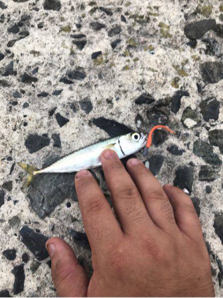 ライトな五目釣り