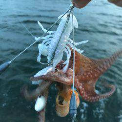 ひつこい様ですが、タコ。