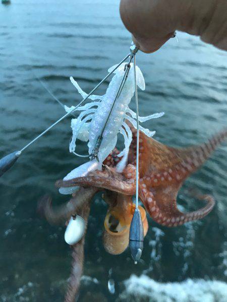 ひつこい様ですが、タコ。