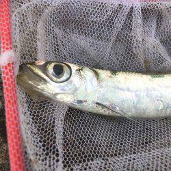 帰省遠征釣行(アウェイ実感)