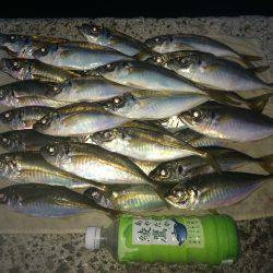 今日は手堅くアジ狙い