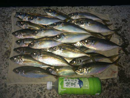 今日は手堅くアジ狙い