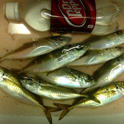 久しぶりのナイトアジング