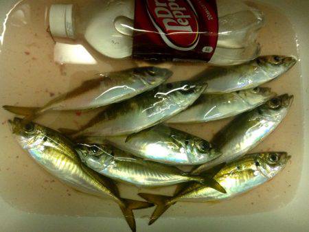 久しぶりのナイトアジング