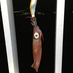 またまた、1匹のみ