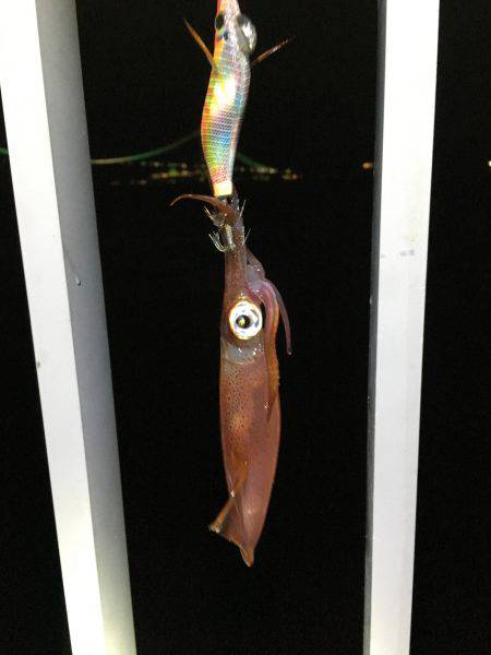 またまた、1匹のみ