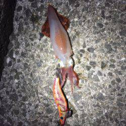 アオリイカ調査