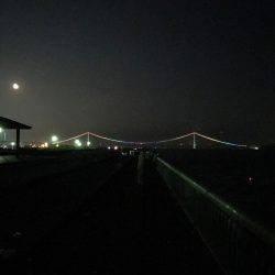 連日ケンサキイカ