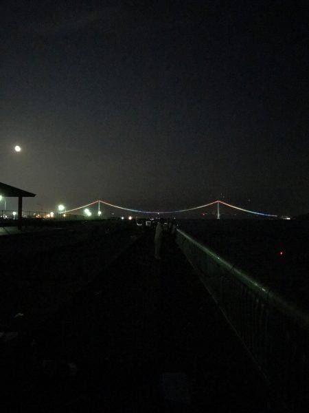 連日ケンサキイカ