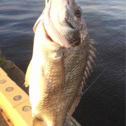 メタルジグに珍客