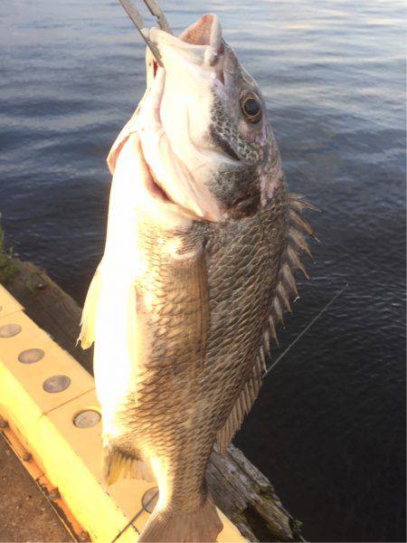 メタルジグに珍客
