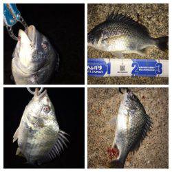 淀川ブリゲー つ抜け