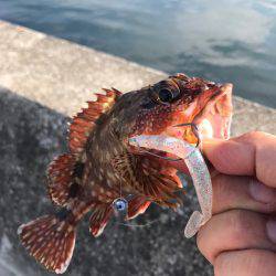 シーバスゲーム&カサゴ調査