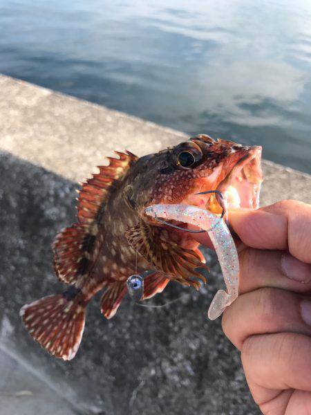 シーバスゲーム&カサゴ調査