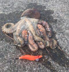 モンスタータコ