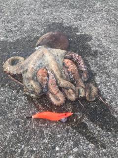 モンスタータコ