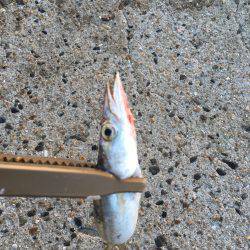 カマサーでゲット！