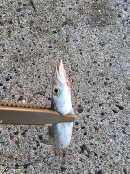 カマサーでゲット！