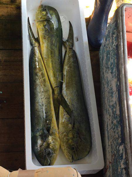 高知県 オフショア