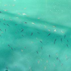 子供と盆休み釣行