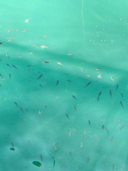 子供と盆休み釣行