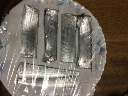 カワハギからの太刀魚