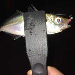 夜中からアジング