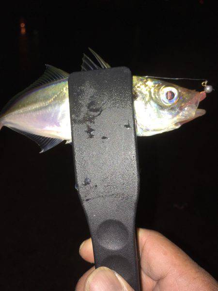 夜中からアジング