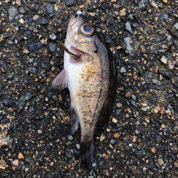 鉛針の仕掛けで。