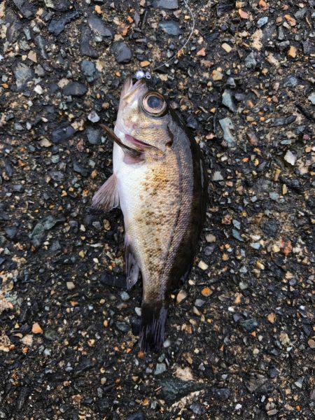 鉛針の仕掛けで。