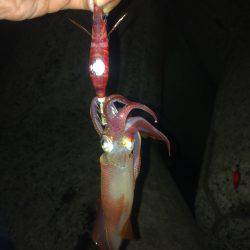 ケンサキフィーバー＆マメアジング