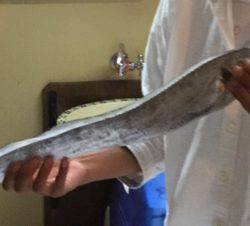 鯛ラバデビュー