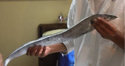 鯛ラバデビュー