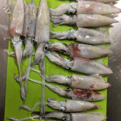 ケンサキ釣れた