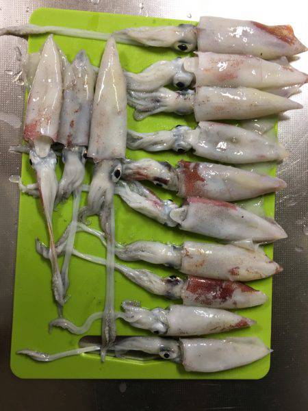 ケンサキ釣れた