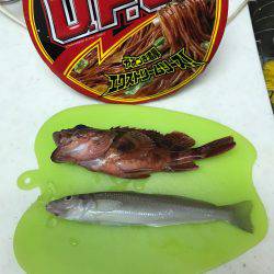 マズメ前からの釣行