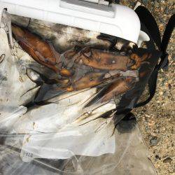 カマス ケンサキイカ