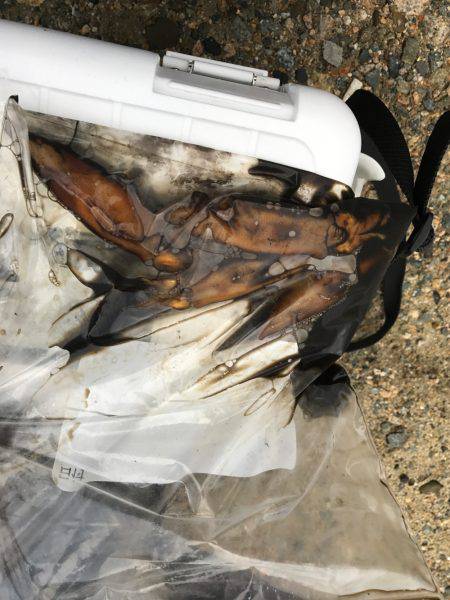 カマス ケンサキイカ