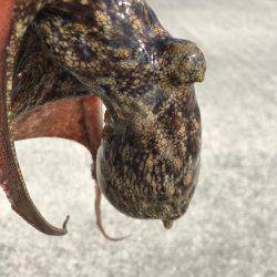 やっぱり、タコりました！