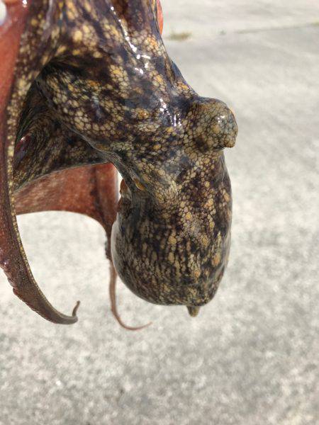 やっぱり、タコりました！