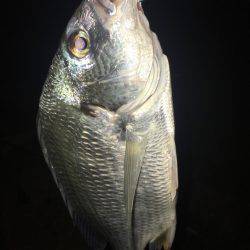 淀川ブリゲー 100枚達成