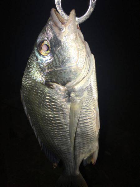 淀川ブリゲー 100枚達成