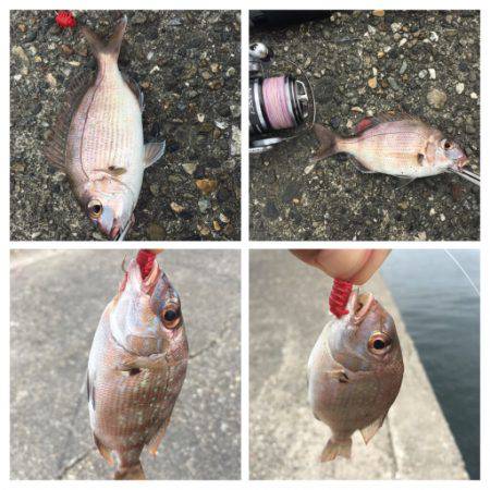 ソウダガツオとチャリコ